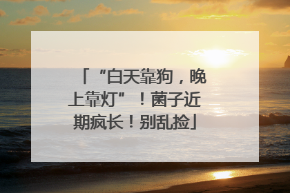 “白天靠狗，晚上靠灯”！菌子近期疯长！别乱捡