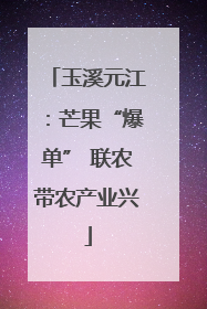 玉溪元江：芒果“爆单” 联农带农产业兴