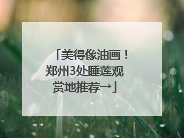 美得像油画！郑州3处睡莲观赏地推荐→