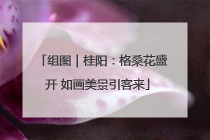 组图｜桂阳：格桑花盛开 如画美景引客来