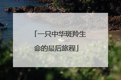 一只中华斑羚生命的最后旅程