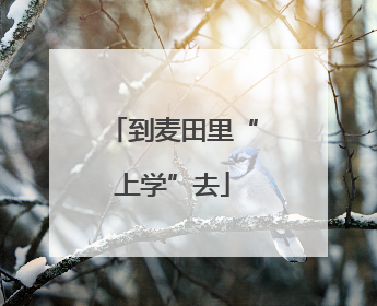 到麦田里“上学”去