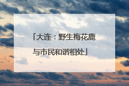 大连：野生梅花鹿与市民和谐相处