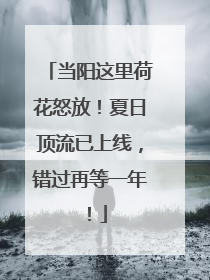 当阳这里荷花怒放！夏日顶流已上线，错过再等一年！