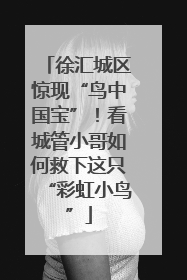 徐汇城区惊现“鸟中国宝”！看城管小哥如何救下这只“彩虹小鸟”