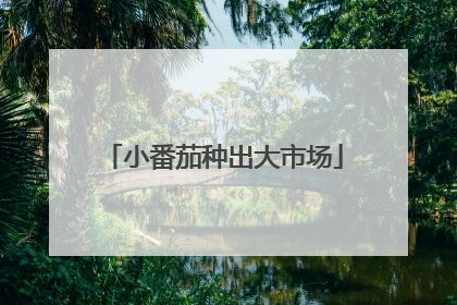 小番茄种出大市场