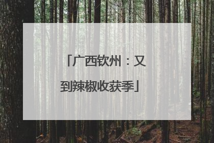 广西钦州：又到辣椒收获季