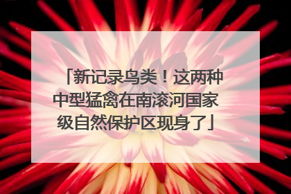 新记录鸟类！这两种中型猛禽在南滚河国家级自然保护区现身了