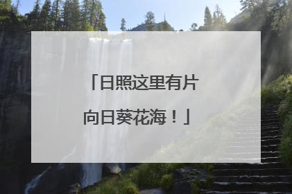 日照这里有片向日葵花海！