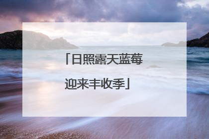 日照露天蓝莓迎来丰收季