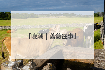 晚潮｜蔷薇往事