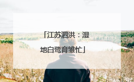 江苏泗洪：湿地白鹭育雏忙