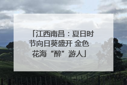 江西南昌：夏日时节向日葵盛开 金色花海“醉”游人