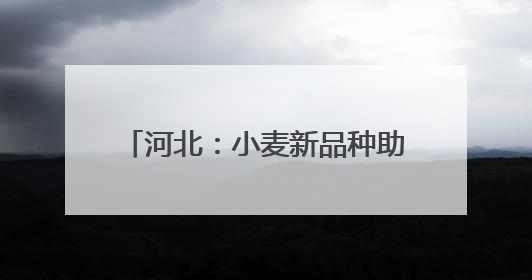 河北：小麦新品种助力农业高质量发展