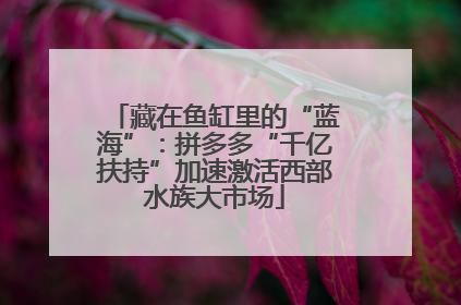 藏在鱼缸里的“蓝海”：拼多多“千亿扶持”加速激活西部水族大市场