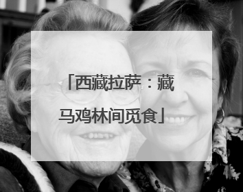 西藏拉萨：藏马鸡林间觅食