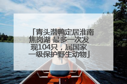 青头潜鸭定居淮南焦岗湖 最多一次发现104只，属国家一级保护野生动物