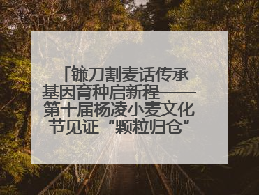 镰刀割麦话传承 基因育种启新程——第十届杨凌小麦文化节见证“颗粒归仓”时空跨越